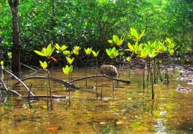 Photographie intitulée "Mangrove N°17" par Michel Hervo, Œuvre d'art originale