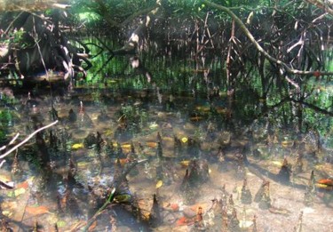Photographie intitulée "Mangrove n°04" par Michel Hervo, Œuvre d'art originale