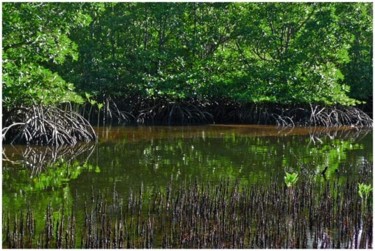 Photographie intitulée "La Mangrove" par Michel Hervo, Œuvre d'art originale