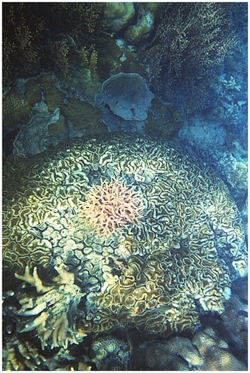 Fotografia intitulada "Boule de corail" por Michel Hervo, Obras de arte originais