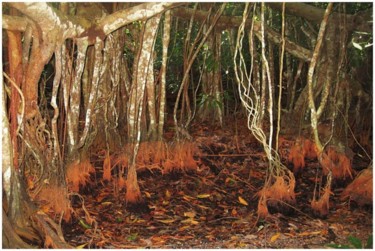 Fotografía titulada "Forêt ensorcelée" por Michel Hervo, Obra de arte original