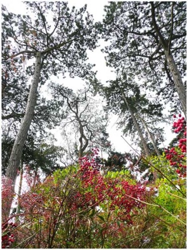 Photographie intitulée "Baies rouges" par Michel Hervo, Œuvre d'art originale