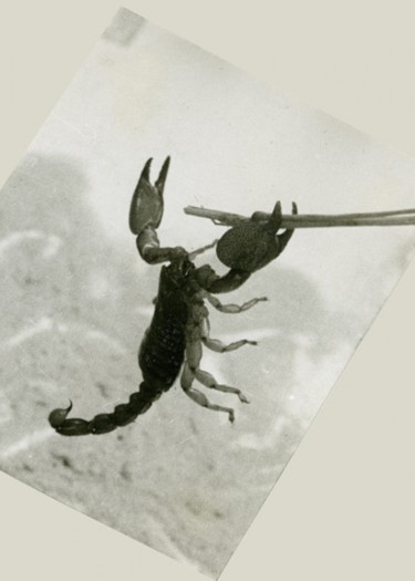 Photographie intitulée "Scorpion, tu es le…" par Michel Hervo, Œuvre d'art originale
