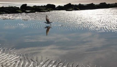 Photographie intitulée "Oiseau dans le sabl…" par Michel Hervo, Œuvre d'art originale
