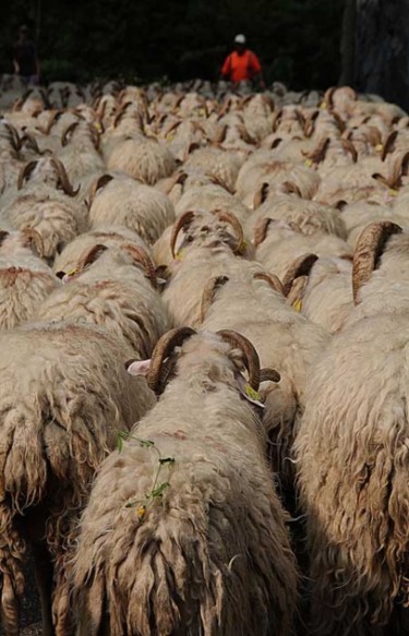 Photographie intitulée "Transhumance en sep…" par Michel Hervo, Œuvre d'art originale