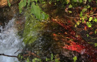 Photographie intitulée "Ruisseau pourpre" par Michel Hervo, Œuvre d'art originale