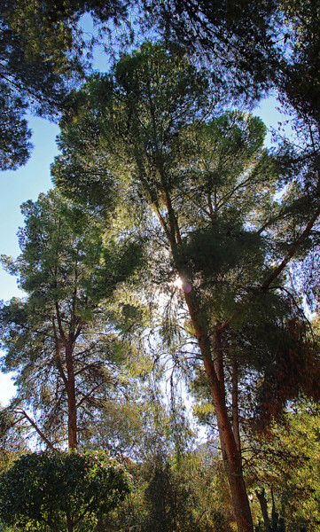 Photographie intitulée "a-16-jardin-d-ain-a…" par Michel Hervo, Œuvre d'art originale