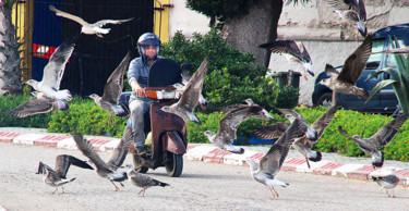 Photography titled "f-17-essaouira.jpg" by Michel Hervo, Original Artwork