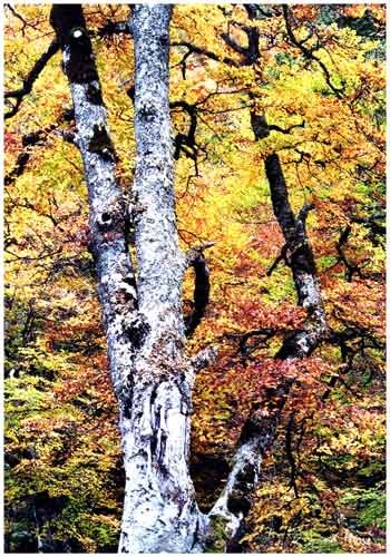 Photographie intitulée "Arbre argenté - Pyr…" par Michel Hervo, Œuvre d'art originale