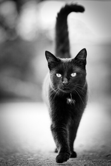 Fotografie getiteld "Black Cat" door Photoplace, Origineel Kunstwerk, Digitale fotografie