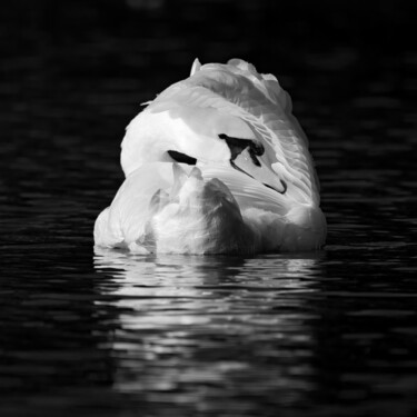 Photographie intitulée "Der Schwan" par Photoplace, Œuvre d'art originale, Photographie numérique