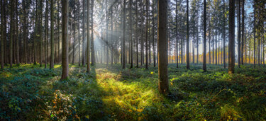 Photography titled "Sonniger Wald" by Photoplace, Original Artwork, Digital Photography