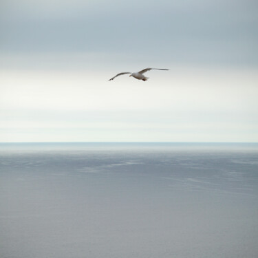 Fotografía titulada "seagull" por Photoplace, Obra de arte original