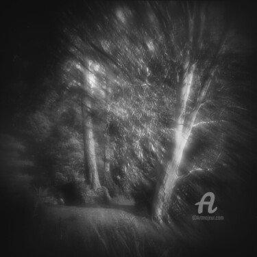 L'Eucalyptus Fotografia zatytułowany „L'Eucalyptus” autorstwa Daniel Sohier, Oryginalna praca, Fotografia filmowa Zamontowany na Aluminium