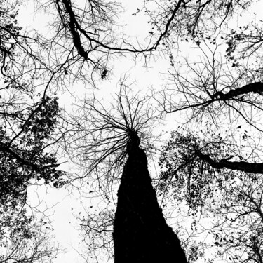 Silhouette 1 Photographie intitulée "Silhouette 1" par Daniel Sohier, Œuvre d'art originale, Photographie argentique Monté sur Aluminium