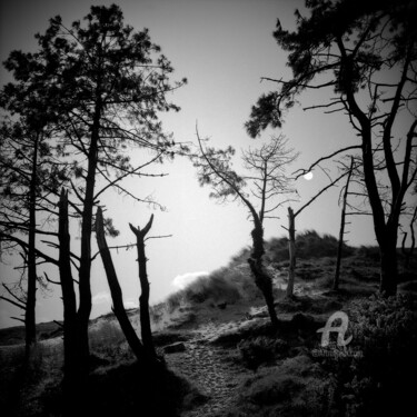 Les Dunes Fotografia zatytułowany „Les Dunes” autorstwa Daniel Sohier, Oryginalna praca, Fotografia filmowa Zamontowany na Aluminium