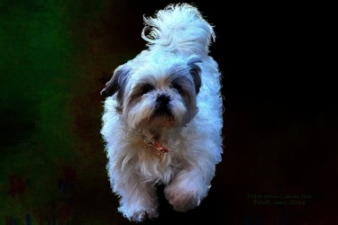 Digital Arts titled "Petit Colin, shih t…" by Pia De Panicis, Original Artwork, Digital Painting