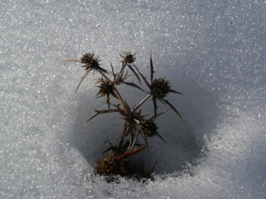 Photographie intitulée "Chardon sur neige" par Pier Brignon, Œuvre d'art originale, Photographie numérique