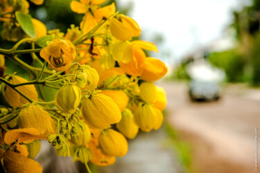 Fotografia zatytułowany „Jaune #3” autorstwa Pierre Assemat (oeildepierre), Oryginalna praca, Fotografia cyfrowa