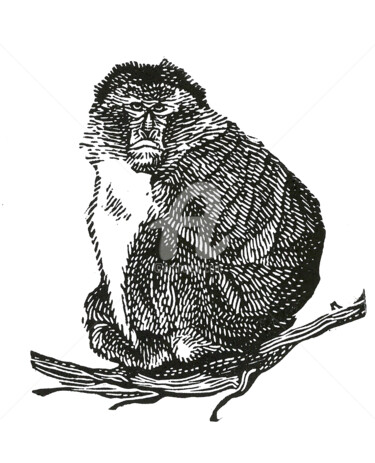 Gravures & estampes intitulée "Macaque du Japon" par Pierre Bara, Œuvre d'art originale, Linogravures