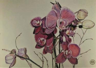 Drawing titled "Orchidées" by Pierre Bayet, Original Artwork, Pencil