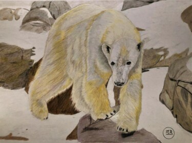 Drawing titled "Ours polaire" by Pierre Bayet, Original Artwork, Pencil
