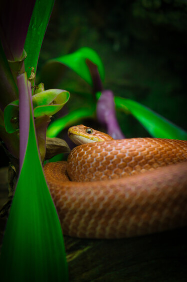 Photography titled "Le serpent de Nausi…" by Pierre Clément Rawiak, Original Artwork, Digital Photography