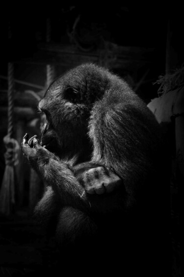 Fotografía titulada "Le profil du singe" por Pierre Clément Rawiak, Obra de arte original, Fotografía digital