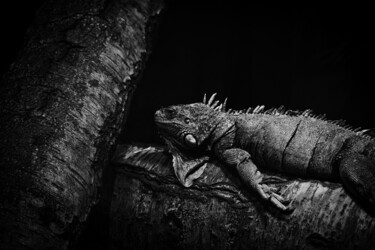 Photographie intitulée "La sieste du lézard" par Pierre Clément Rawiak, Œuvre d'art originale, Photographie numérique