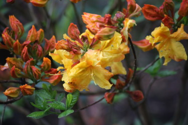 Fotografia intitulada "Fleurs d'automne" por Pierre Lacombe, Obras de arte originais, Fotografia digital