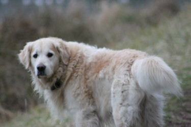 Fotografia zatytułowany „Chien” autorstwa Pierre Lacombe, Oryginalna praca, Fotografia cyfrowa