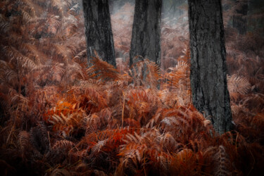 Fotografia zatytułowany „Automne en forêt de…” autorstwa Pierre Leccia, Oryginalna praca, Fotografia cyfrowa
