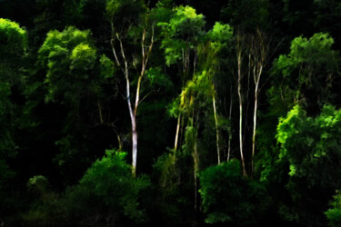 제목이 "Forêt mystérieuse"인 사진 Pierre-Marie Fenech로, 원작, 조작된 사진