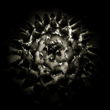 Photographie intitulée "Quelques fleurs #66" par Pierre Nadler, Œuvre d'art originale, Photographie numérique