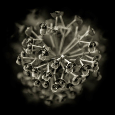 Quelques fleurs #77 Photographie intitulée "Quelques fleurs #77" par Pierre Nadler, Œuvre d'art originale, Photographie numérique