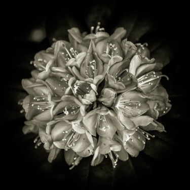 "Quelques fleurs #56" başlıklı Fotoğraf Pierre Nadler tarafından, Orijinal sanat, Dijital Fotoğrafçılık