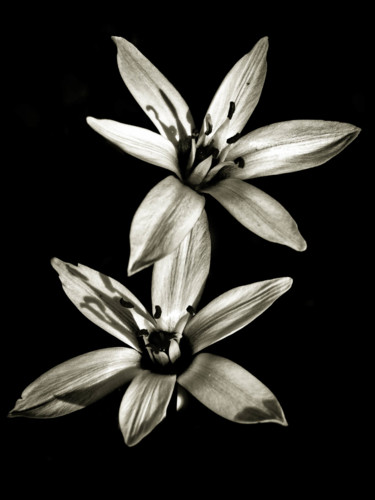 Photographie intitulée "Quelques fleurs #71" par Pierre Nadler, Œuvre d'art originale, Photographie numérique