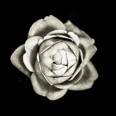Fotografie mit dem Titel "Quelques fleurs #04" von Pierre Nadler, Original-Kunstwerk, Digitale Fotografie