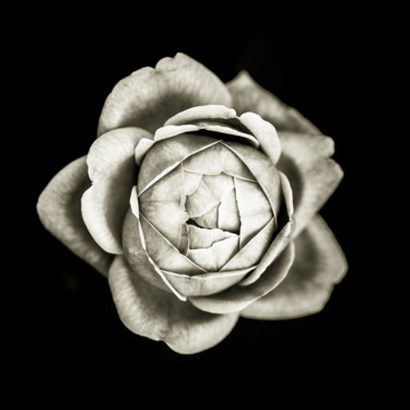 Quelques fleurs #04 Fotografie getiteld "Quelques fleurs #04" door Pierre Nadler, Origineel Kunstwerk, Digitale fotografie