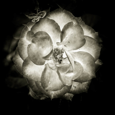 Photographie intitulée "Quelques fleurs #05" par Pierre Nadler, Œuvre d'art originale, Photographie numérique