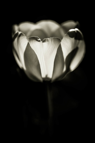 Quelques fleurs #39 Photographie intitulée "Quelques fleurs #39" par Pierre Nadler, Œuvre d'art originale, Photographie numérique