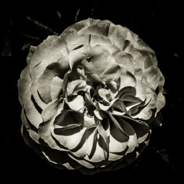 Фотография под названием "Quelques fleurs #16" - Pierre Nadler, Подлинное произведение искусства, Цифровая фотография