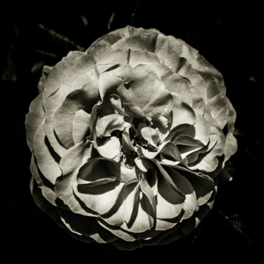 Quelques fleurs #16 Photographie intitulée "Quelques fleurs #16" par Pierre Nadler, Œuvre d'art originale, Photographie numérique