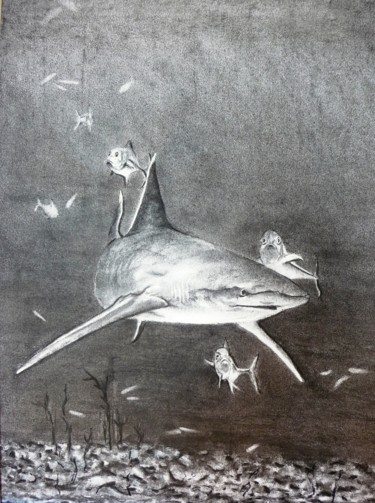 Drawing titled "Le requin." by Pierre Patenet, Original Artwork, Charcoal