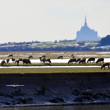 Photographie intitulée "Moutons de pré salé…" par Pierre-Yves Rospabé, Œuvre d'art originale, Photographie numérique