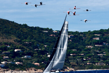 Fotografía titulada "Voiles de Saint-Tro…" por Pierre-Yves Rospabé, Obra de arte original, Fotografía no manipulada