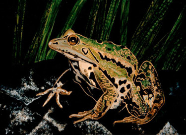 Painting titled "Frog" by Pierre Giusti, Original Artwork
