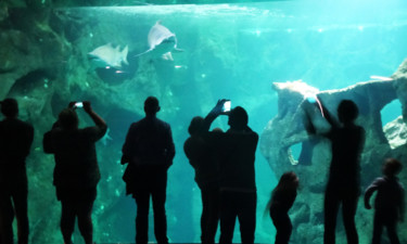 Photographie intitulée "aquarium" par Pierre Julia, Œuvre d'art originale, Photographie numérique