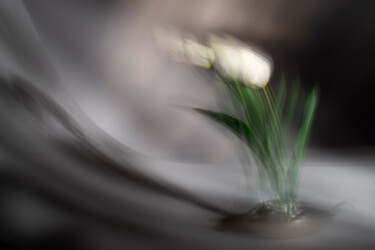 Fotografie mit dem Titel "Dancing Tulips" von Pietro Cenini, Original-Kunstwerk, Digitale Fotografie