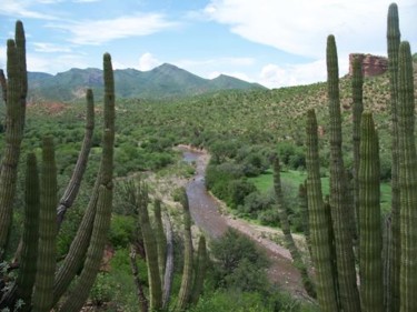 Fotografía titulada "paisaje y sahuaros" por Pinnini, Obra de arte original